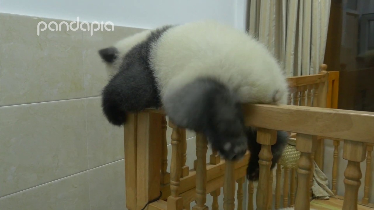Panda's brave cradle escape