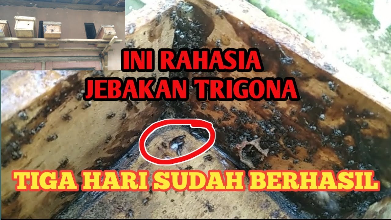 Cara memasang jebakan Trigona agar cepat dihuni