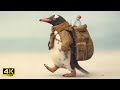 When the Penguins Decided to Leave | Surreal Music & Art