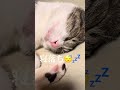 撫で撫でしてたら、寝落ち💤😴しました🤣男の子🐈‍⬛🐈生後11ヶ月 #保護猫 #里親 #猫のいる暮らし #今日のにゃんこ