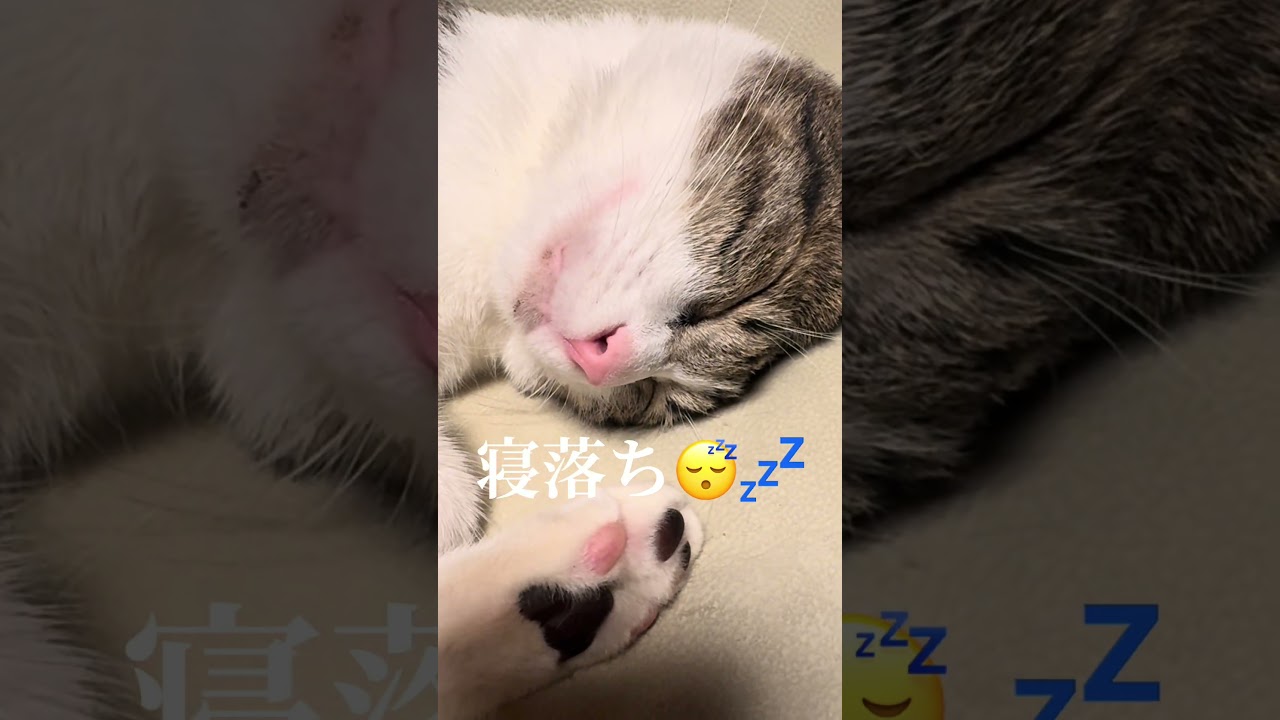 撫で撫でしてたら、寝落ち💤😴しました🤣男の子🐈‍⬛🐈生後11ヶ月 #保護猫 #里親 #猫のいる暮らし #今日のにゃんこ