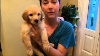 Jazzy/Louie Puppies 2013 6 Weeks Old by HoosierDoodles 545 views 10 years ago 6 minutes, 54 seconds