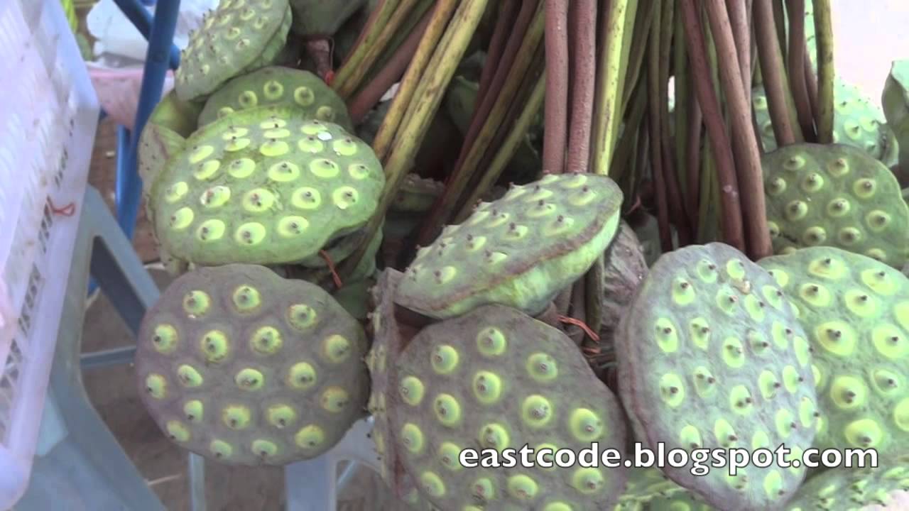 edible fresh lotus seed Ubon Thailand YouTube