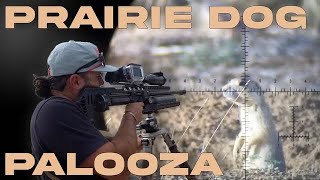Shooting Hundreds Of PRAIRIE DOGS With AIRGUNS