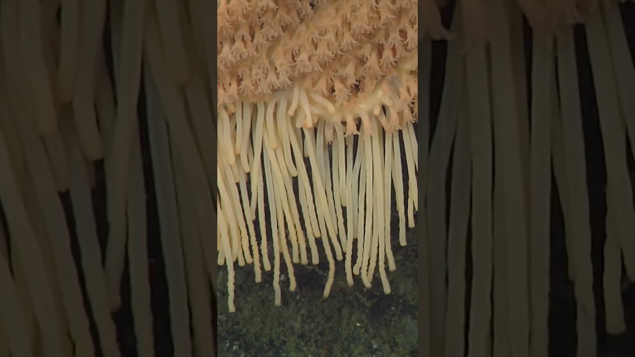 This deep-sea coral's  weapon against hungry predators—sweeper tentacles. ⁠🪸🧹⁠
