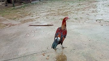 Lompeb saib kv tu qaib mo f2nb