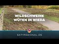 Wildschweine wüten in Wieda: Bei Anwohnern liegen die Nerven blank