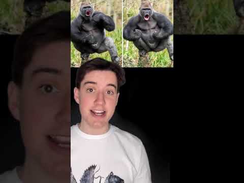Wideo: Gdzie można znaleźć goryla?