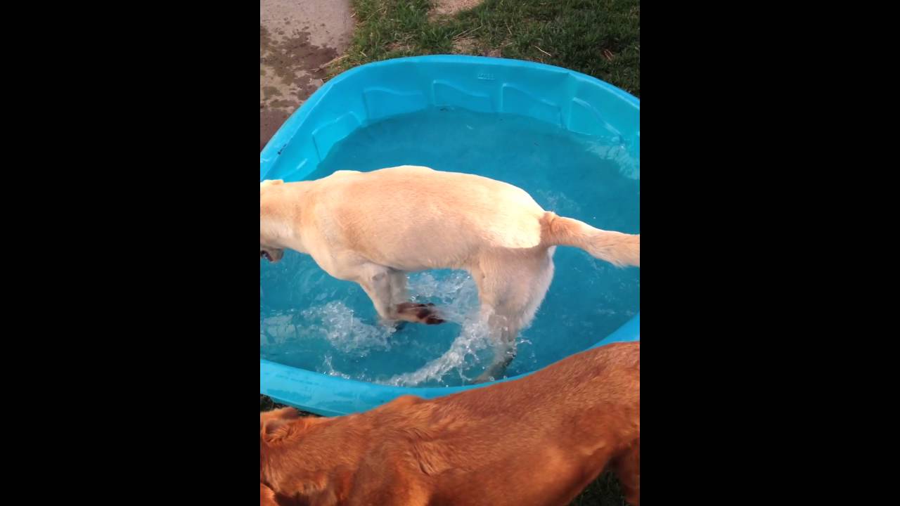 Puppies in the kiddie pool