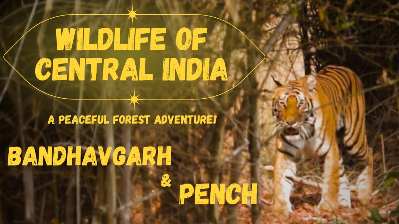 Tigers, Leopards & Wildlife Sightings | Bandhavgarh & Pench Jumgle Safari