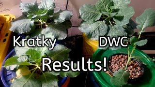 Kratky Vs DWC Experiment RESULTS- Which Won? Pt 2
