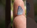 Butterfly macro reveals hidden patterns! 🦋 #macro  #rarenature #wildlifephotography #insectmacro