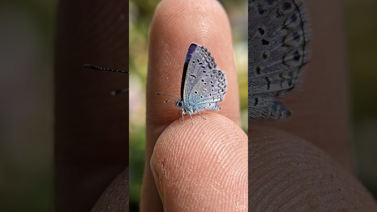 This Tiny Butterfly Will Blow Your Mind! 🦋 #macro  #rarenature #wildlifephotography #insectmacro