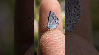 Butterfly macro reveals hidden patterns! 🦋 #macro  #rarenature #wildlifephotography #insectmacro