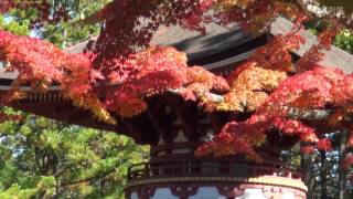 高野山で紅葉色づく