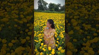 marigold 🌼 #cinematic #marigoldfarming #marigold #flowers #youtubeshorts #foryou #song