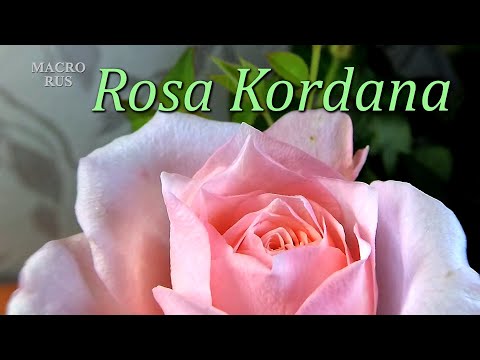 Video: Rose Cordana kućna njega