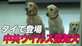 タイで中共ウイルス探知犬登場