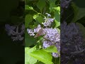 Happiness is a Painted Lady Butterfly 🦋