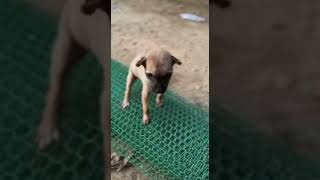 This little baby dog is pure happiness in the smallest form 🐶💖