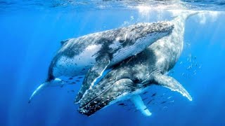 Mating Whale Study