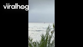 Humpback Whale Teaching Offspring How to Jump || ViralHog