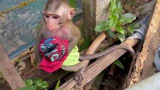 Oops.. Koy Run Esc-Pe House When Mom Busy To The Farm Too