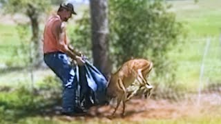 Un fermier aperçoit un cerf empêtré dans une clôture. Il doit agir vite s&#39;il veut aider !