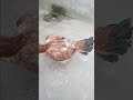 #shorts #petvlog #chicken #pets #aseelmurga #aseel #aseellovers #farming #farmer #birds #dailyvlog .