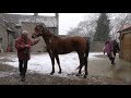 Friesian & Arabian horse, winter has arrived