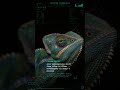 Panther Chameleon — TONGUE ACCELERATION: reaches full extension in 0.07… | Morphe Error #shorts
