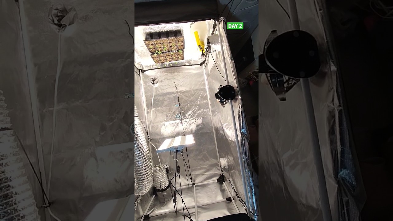 ✅DIA 2⛺GROW 80X80X160💡PAINEL viparspectra XS1500 PRO LED GROW LIGHT🌰 GREEN KUSH 