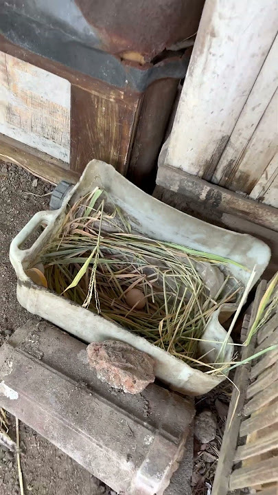 Ternak Ayam Kampung sederhana #chicken #ayam #ayamkampung #animals #telurayam #telurayamkampung