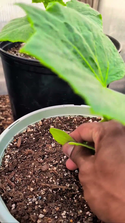 Prune A Cucumber Plant in 30s For Beginners & Pro 🥒 #amazing #garden #shorts