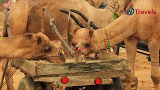 , Grow And Discover Pushkar, Rajasthan