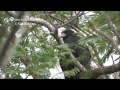 Zone tailed Hawk perched: brief video