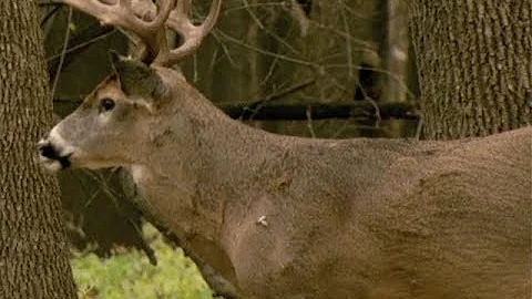 Northwoods Adventure: DNR To Require CWD Testing During Hunting Opener