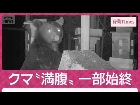 The One about another bear attack in Japan and how clever bears