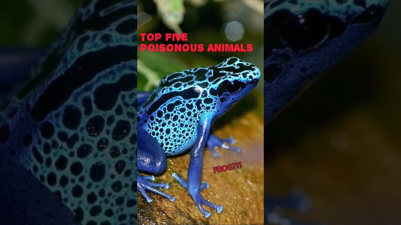POISONOUS ANIMALS!! #shorts #new #facts