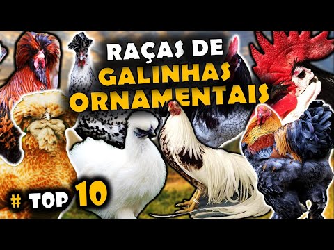AS 10 RAÇAS DE GALINHAS ORNAMENTAIS INCRÍVEIS E BELAS DO MUNDO!