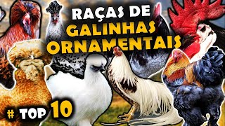 As 10 Raças De Galinhas Ornamentais Incríveis E Belas Do Mundo