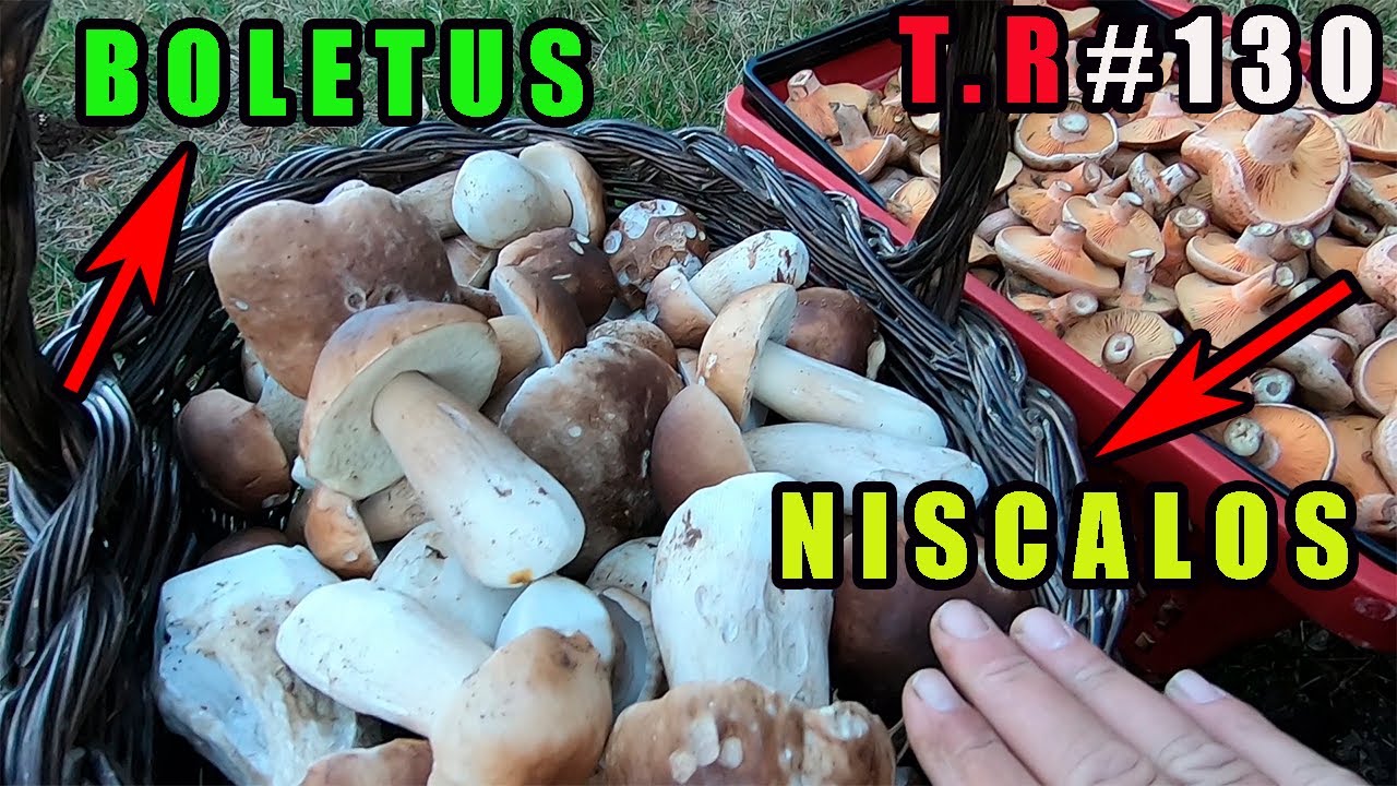 ⚠️Dia de BOLETUS y de NISCALOS🍄 (OTOÑO 2021)
