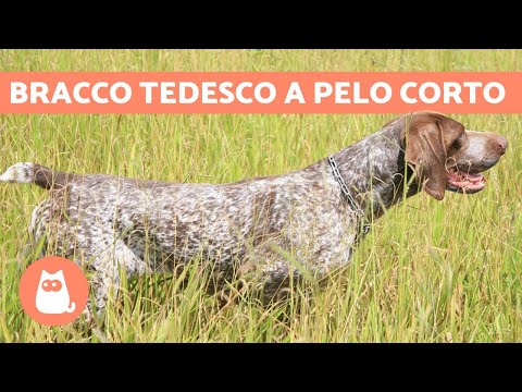 Video: Segni un cane ha un mal di denti