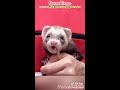 The soul comes out ferret videos  From 10 seconds #shorts