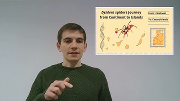 Vadim Pisarenco. "Dysdera spiders Journey from Continent to Islands". 3MT representantUB2023Coimbra.