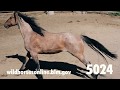 Wild Horse Adoption: July 2020
