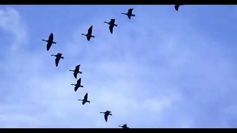 القارئ عبدالله سليم اغا