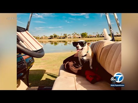 World's oldest dog, 22, living his best life in LA