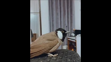 بلبل خرما بلبل بلبل خرما حیوانات خانگی Pets بلبل بلبل المنصورة پرنده پرندگان مزرعه حیوانات 