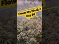 Flowering Week 8 Day 56 - Three different Gelato Strains #shorts